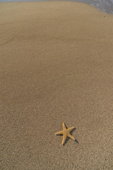 starfish on the beach