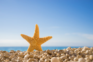 starfish on the beach