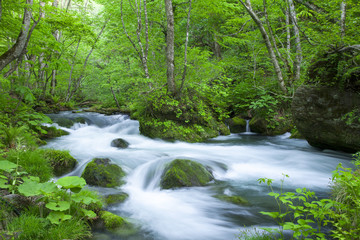 Fototapeta na wymiar Stream in green forest