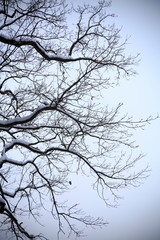 Naked branches of a tree against blue sky close up
