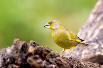 male greenfinch on tree trunk outdoor natural background