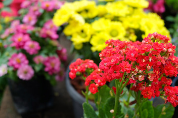Colorful flowers in the garden are beautifully decorated.
