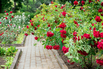 Fototapeta na wymiar Shrub red roses