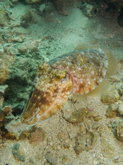 A Large Cuttlefish