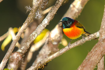 Fototapeta premium Green-Tailed Sunbird