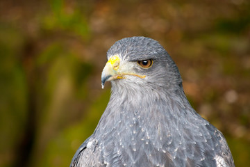 Black-chested buzzard eagle (geranoaetus melanoleucus).