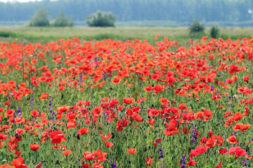 poppy flowers field rural landscape