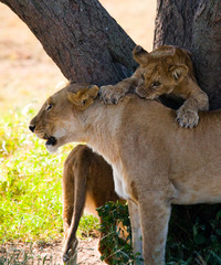 Lioness with cubs in the savannah. National Park. Kenya. Tanzania. Masai Mara. Serengeti. An excellent illustration.
