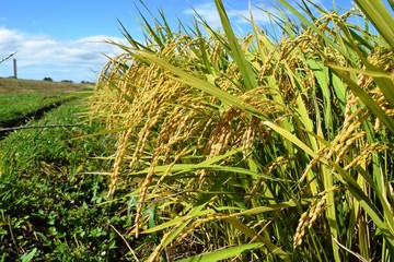 収穫前の稲穂／山形県の庄内地方で、稲刈り前の稲穂を撮影した写真です。