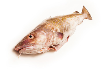 Whole Atlantic cod (Gadus morhua) fish, Isolated on a white stud