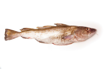 Whole Atlantic cod (Gadus morhua) fish, Isolated on a white stud