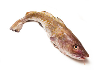 Fototapeta premium Whole Atlantic cod (Gadus morhua) fish, Isolated on a white stud