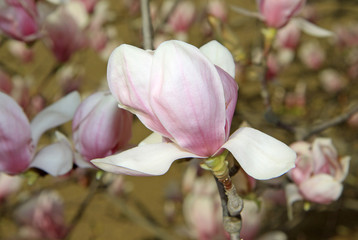 Magnolia blossom in spring time