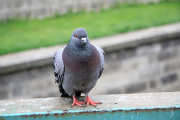 Obraz premium Dove sitting on a railing