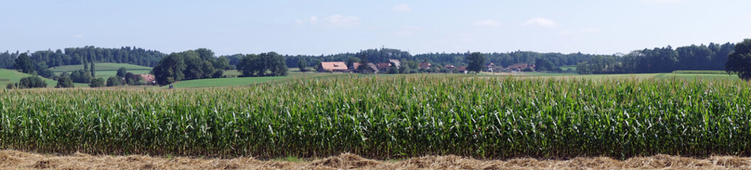 Green corn field