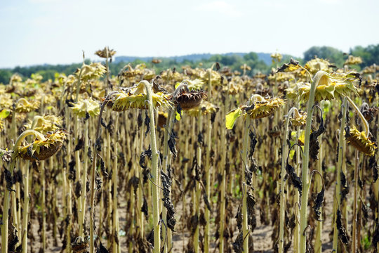 Sunflower with seeds