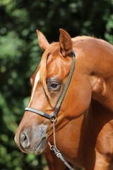 Obraz premium Head shot of a young arabian stallion at horse farm