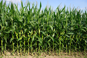 Obraz premium Green corn