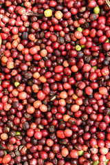 fresh coffee beans before roast.