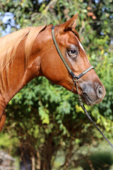 Side view head shot of a beautiful arabian stallion at farm