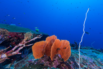 Colorful Coral Reef
