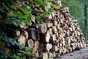 Heap of logs
