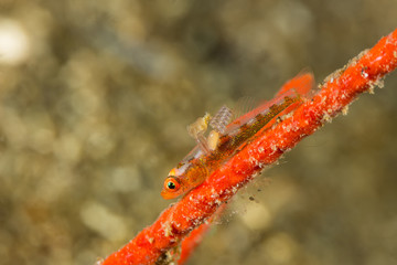 Parasites in Whip Goby on Gorgonian Coral