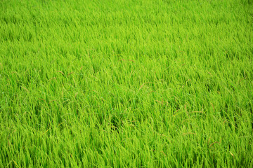 Rice field.
