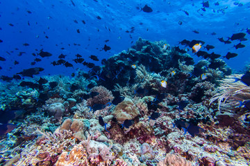 Fototapeta na wymiar Redtooth Triggerfish in Coral Reef