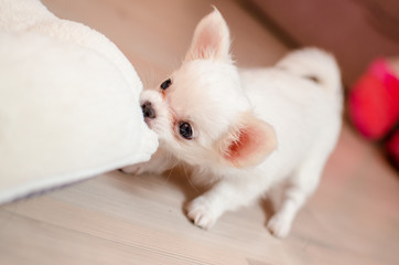 Fototapeta na wymiar Little white chihuahua puppy playing 
