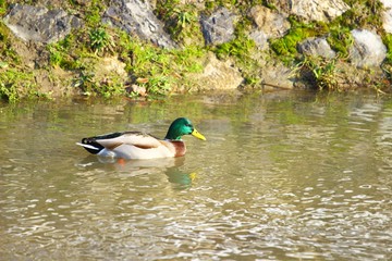 Wild duck male in water