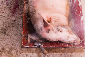 slaughtered pig watered with hot water to remove hair