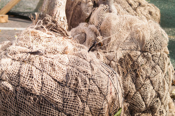 Escape tree for planting in the bag