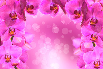 Cornice di orchidee rosa