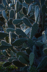feigenkaktus im Abendlicht