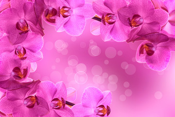 Fototapeta na wymiar Cornice di orchidee rosa