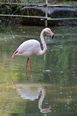 フラミンゴのポートレート
