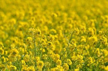 Fototapeta premium 菜の花畑