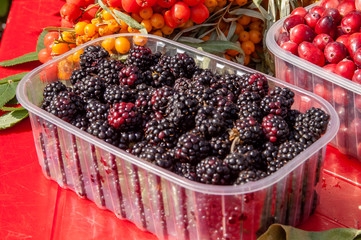 fresh berries on a table blackberry, buckthorn, cranberries