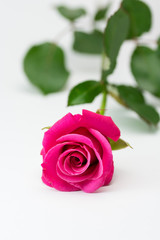 Naklejka premium 薔薇の花