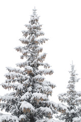 ice the Christmas tree with pine cones isolate on a white background
