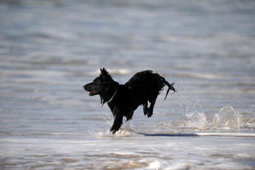 hund läuft am Wasser