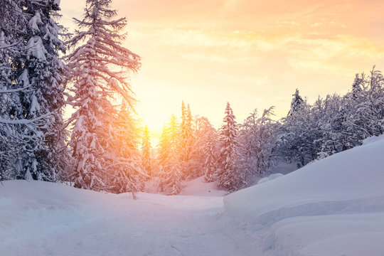 Beautiful sunset in winter forest Jluia Alps in Slovenia