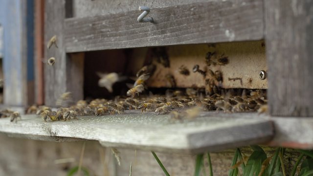 Bienenstock Einflugloch
