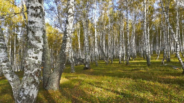 walking in the autumn birch forest
