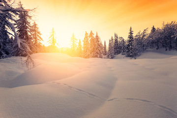 Beautiful sunset in winter forest Jluia Alps in Slovenia