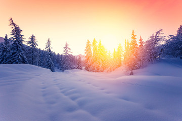 Beautiful sunset in winter forest Jluia Alps in Slovenia