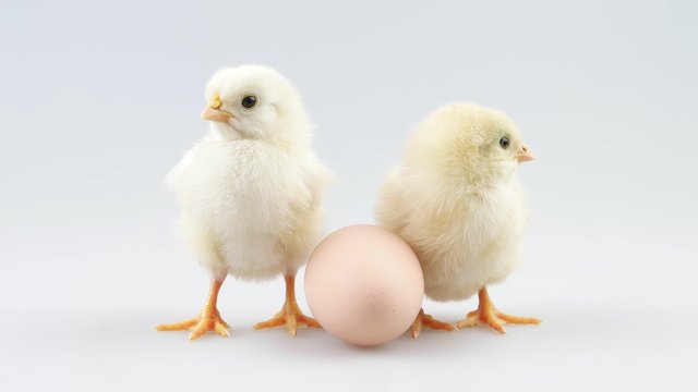 Two newborn little chickens near egg, screaming and looking around