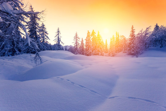 Beautiful sunset in winter forest Jluia Alps in Slovenia