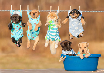 Funny group of american staffordshire terrier puppies with little red cat hanging on a clothesline...